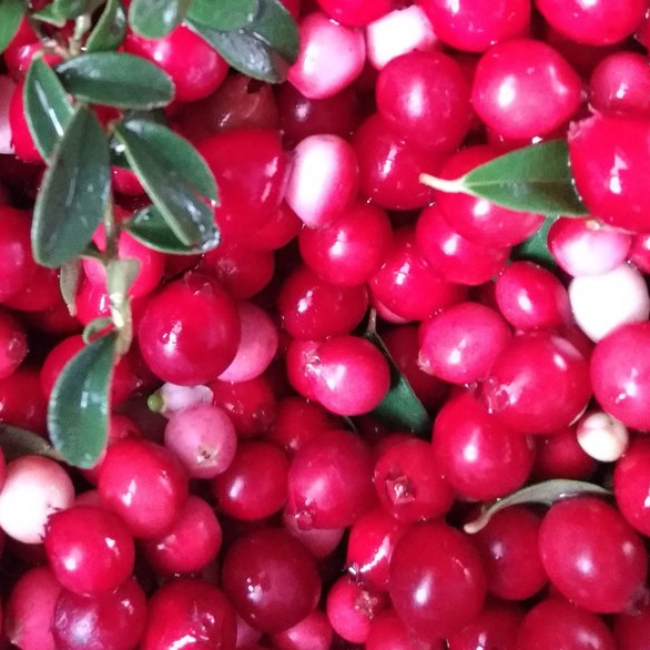 «KRASKI LETA» cowberry «KRASKI LETA» cowberry