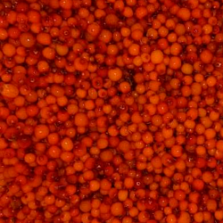 «KRASKI LETA» sea ​​​​buckthorn